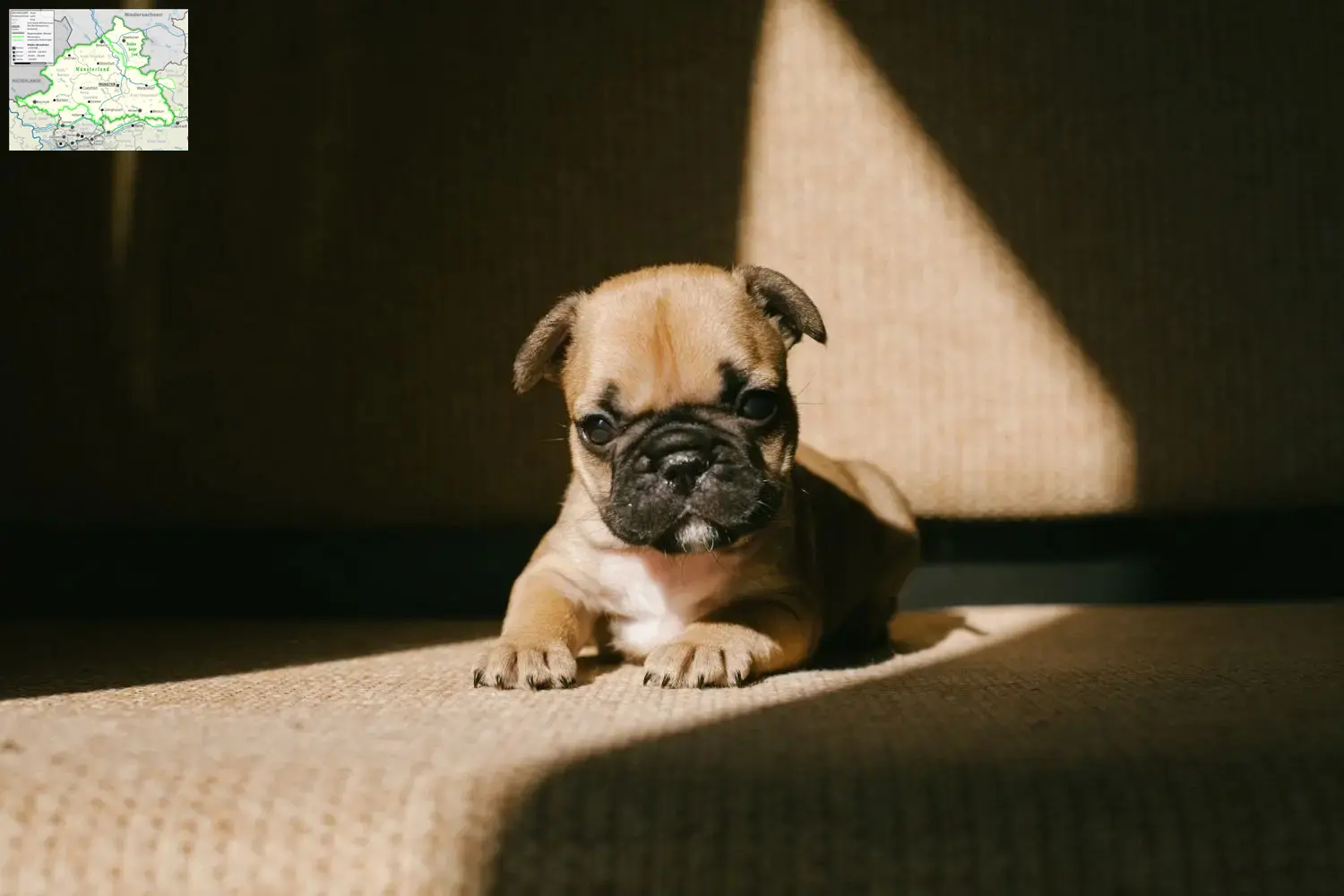 Mehr über den Artikel erfahren Französische Bulldogge Züchter und Welpen aus dem Münsterland