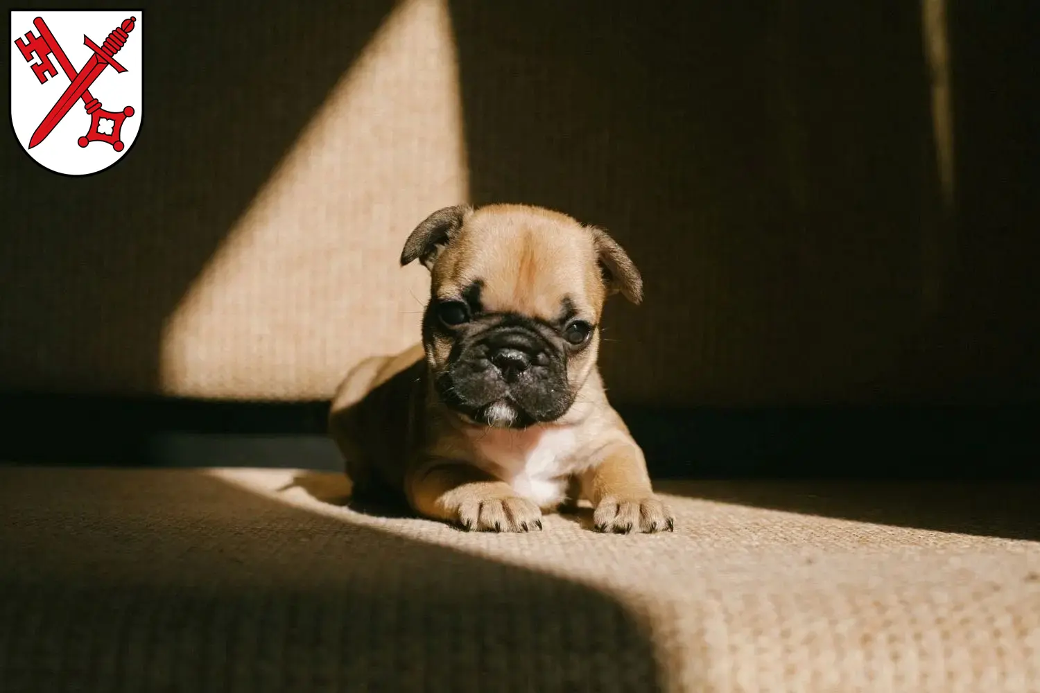 Mehr über den Artikel erfahren Französische Bulldogge Züchter und Welpen in Naumburg (Saale)