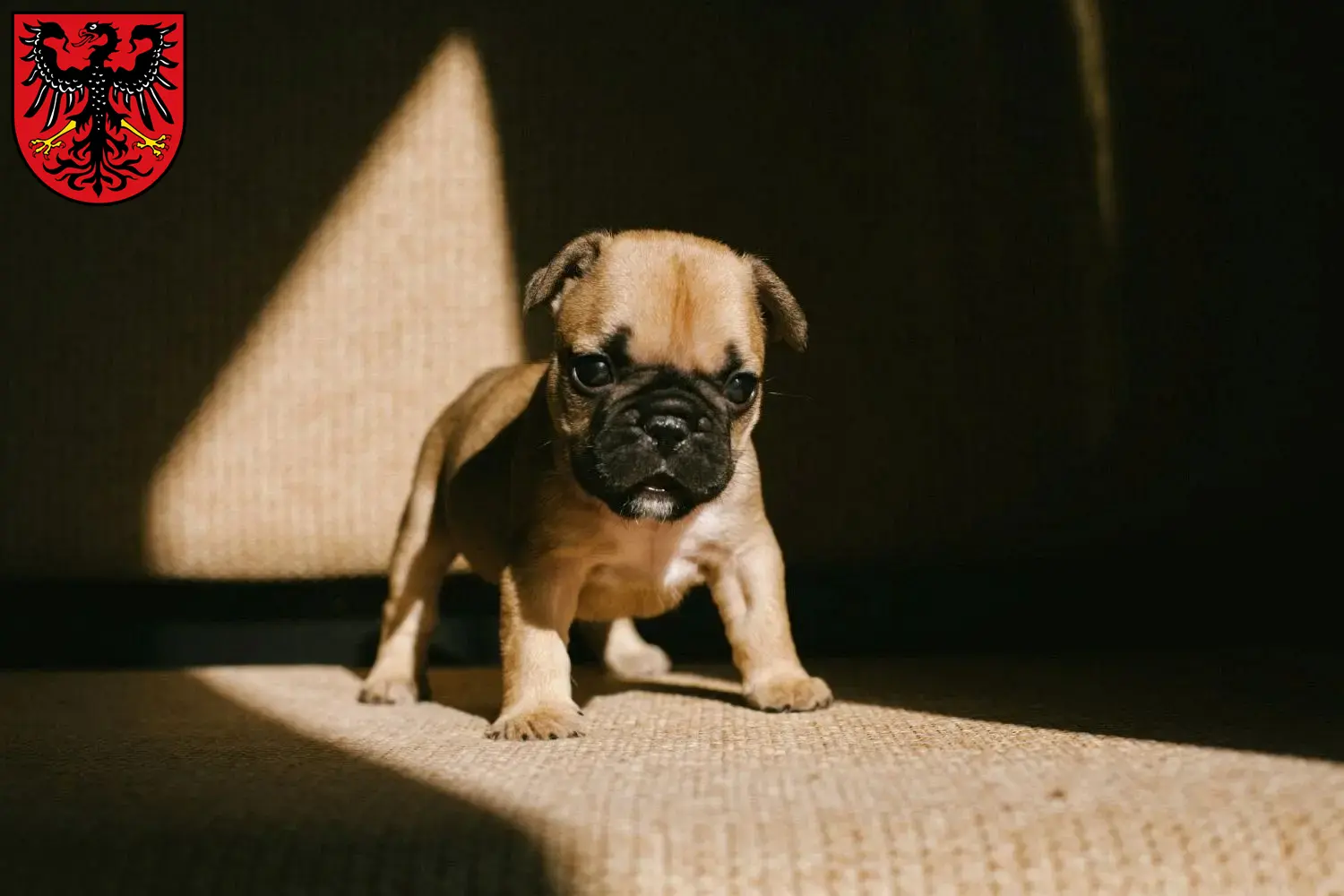 Mehr über den Artikel erfahren Französische Bulldogge Züchter und Welpen in Neumarkt in der Oberpfalz