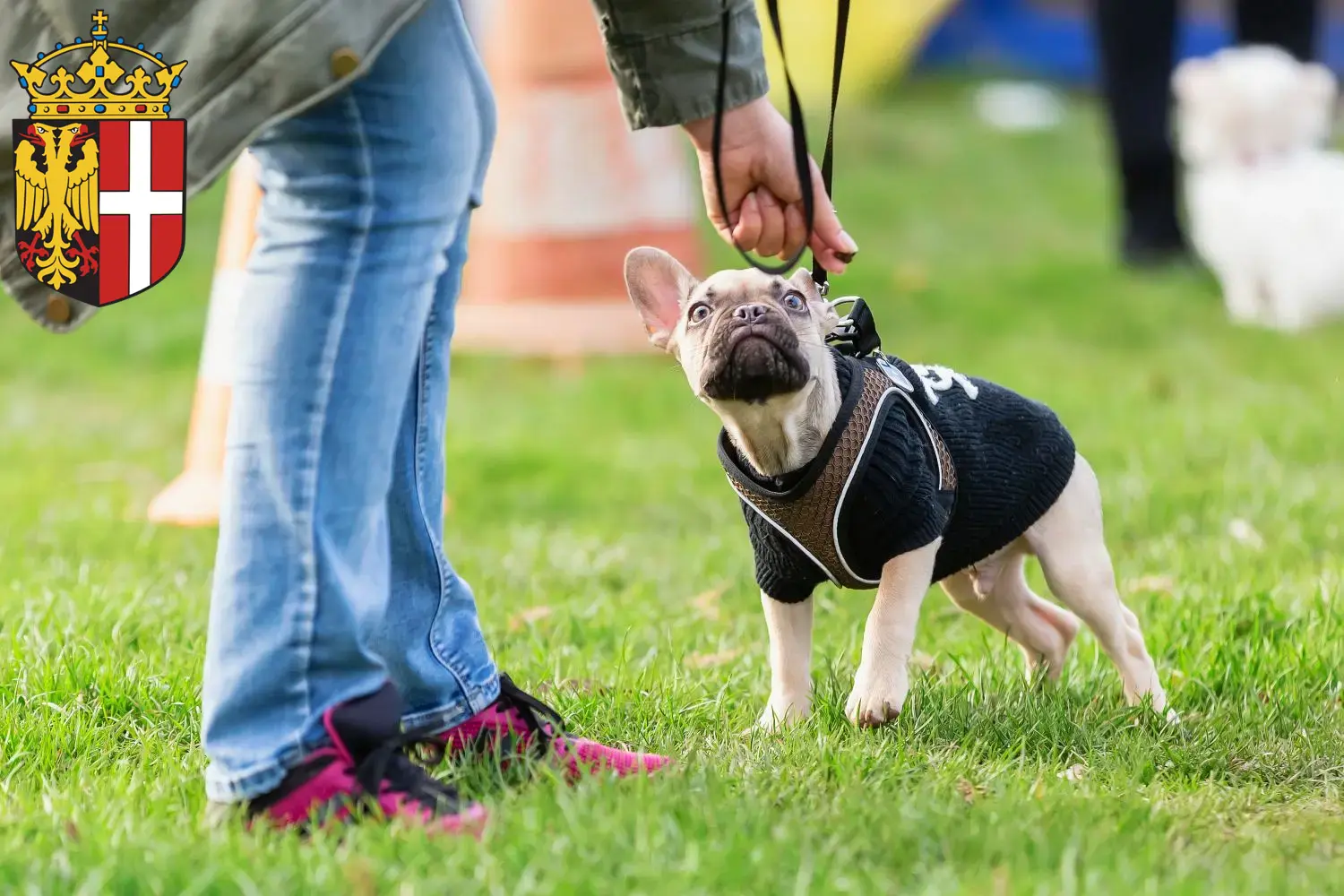 Mehr über den Artikel erfahren Französische Bulldogge Züchter und Welpen in Neuss