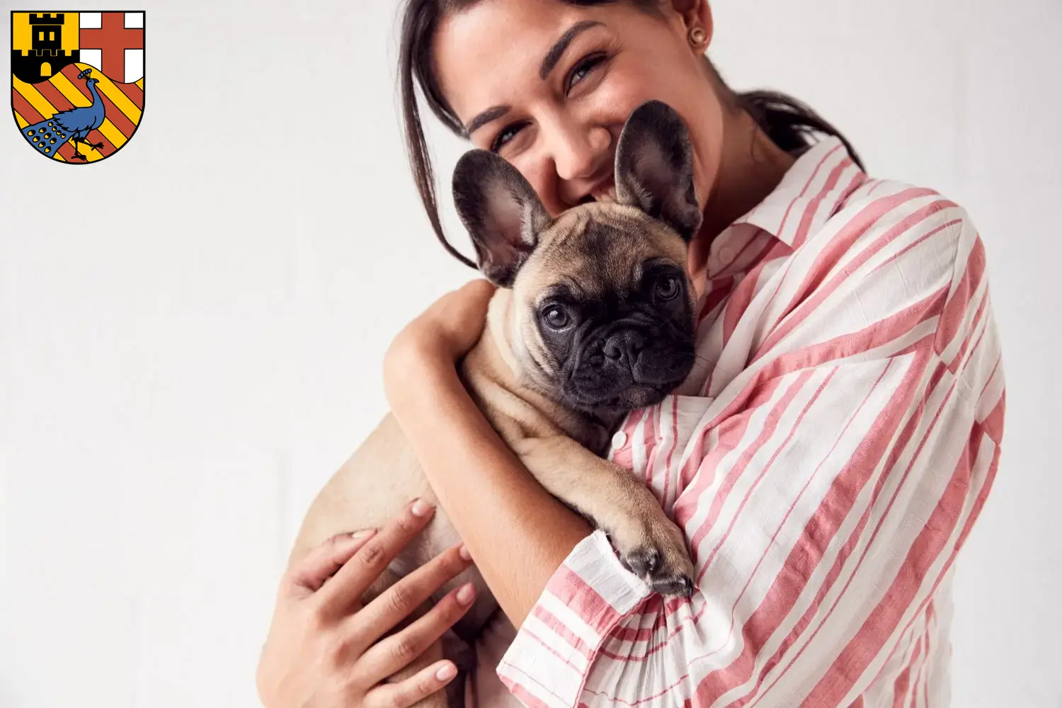 Mehr über den Artikel erfahren Französische Bulldogge Züchter und Welpen in Neuwied