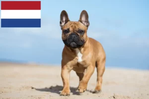 Mehr über den Artikel erfahren Französische Bulldogge Züchter und Welpen in den Niederlanden