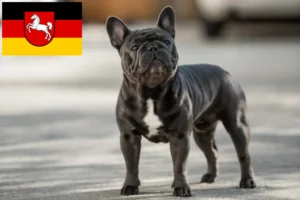 Mehr über den Artikel erfahren Französische Bulldogge Züchter und Welpen in Niedersachsen