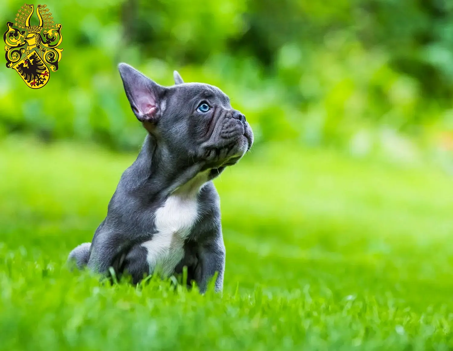 Mehr über den Artikel erfahren Französische Bulldogge Züchter und Welpen in Nordhausen