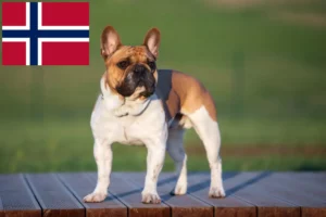 Mehr über den Artikel erfahren Französische Bulldogge Züchter und Welpen in Norwegen