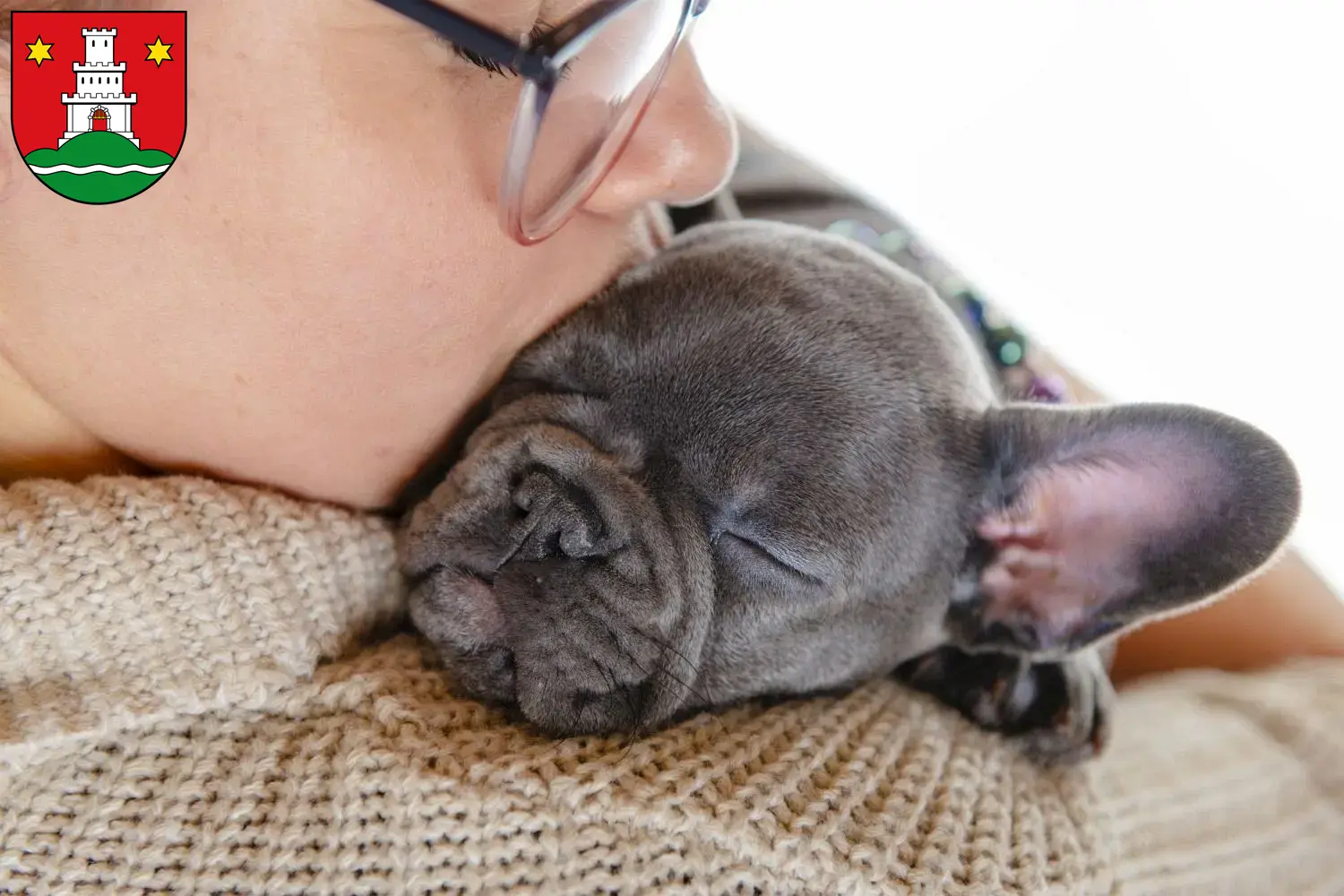 Mehr über den Artikel erfahren Französische Bulldogge Züchter und Welpen in Pinneberg