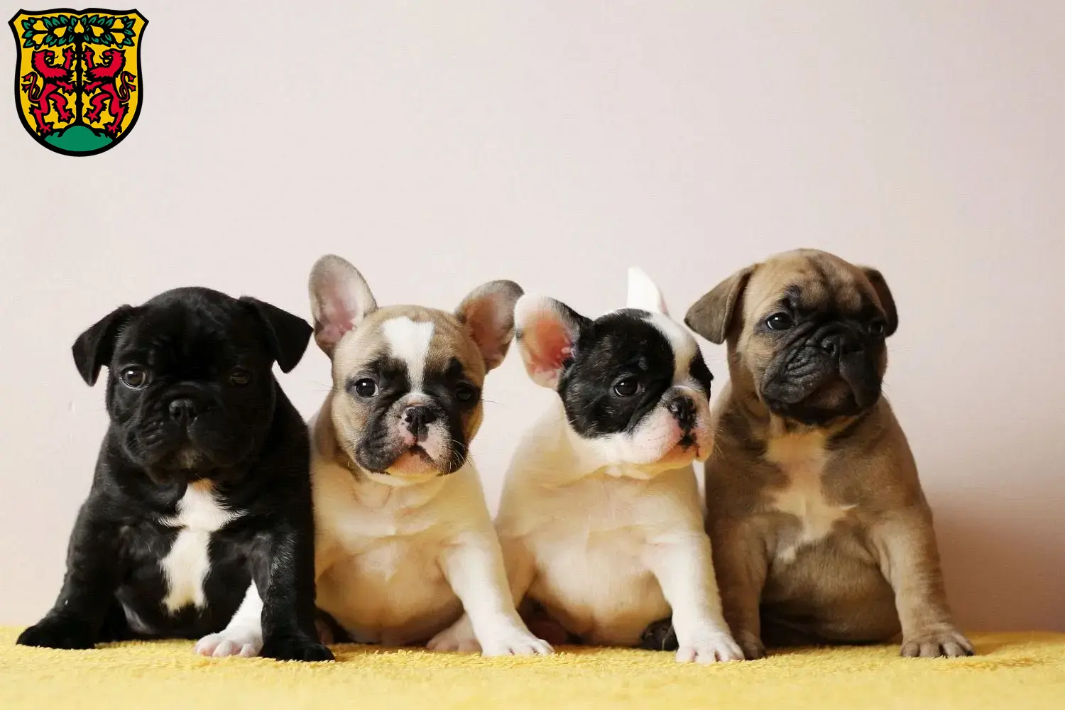 Mehr über den Artikel erfahren Französische Bulldogge Züchter und Welpen in Pirna