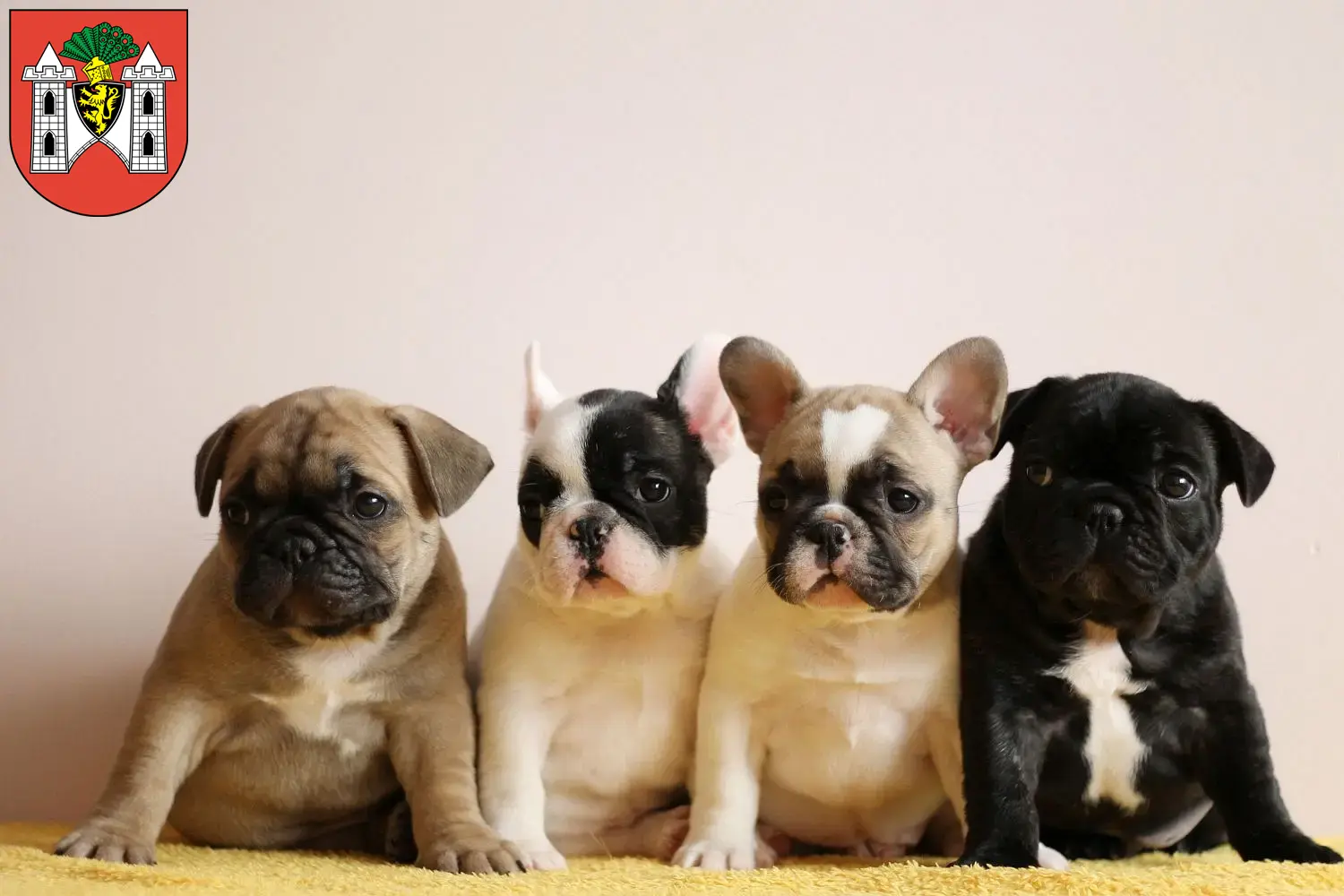 Mehr über den Artikel erfahren Französische Bulldogge Züchter und Welpen in Plauen