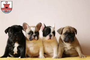 Mehr über den Artikel erfahren Französische Bulldogge Züchter und Welpen in Plön