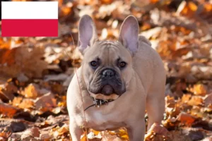 Mehr über den Artikel erfahren Französische Bulldogge Züchter und Welpen in Polen