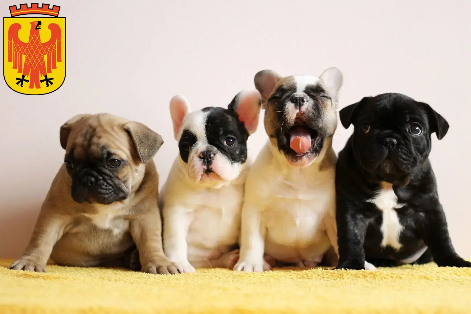 Mehr über den Artikel erfahren Französische Bulldogge Züchter und Welpen in Potsdam