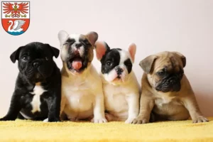 Mehr über den Artikel erfahren Französische Bulldogge Züchter und Welpen in Prenzlau