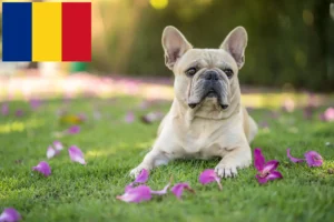 Mehr über den Artikel erfahren Französische Bulldogge Züchter und Welpen in Rumänien
