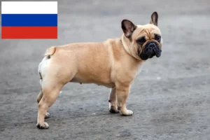 Mehr über den Artikel erfahren Französische Bulldogge Züchter und Welpen in Russland