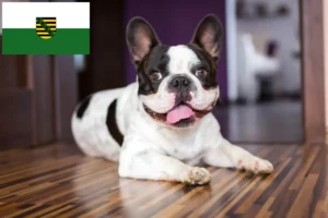 Mehr über den Artikel erfahren Französische Bulldogge Züchter und Welpen in Sachsen