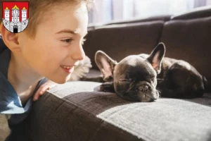 Mehr über den Artikel erfahren Französische Bulldogge Züchter und Welpen in Salzburg