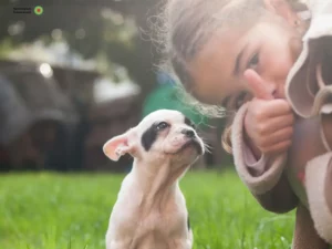 Mehr über den Artikel erfahren Französische Bulldogge Züchter und Welpen im Schwarzwald