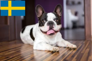 Mehr über den Artikel erfahren Französische Bulldogge Züchter und Welpen in Schweden