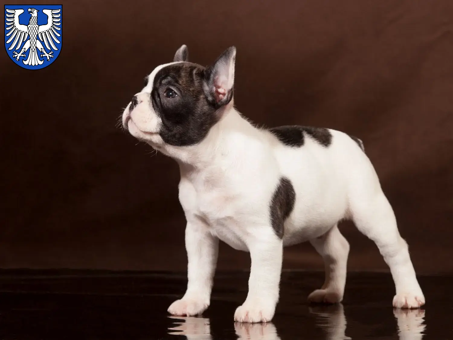 Mehr über den Artikel erfahren Französische Bulldogge Züchter und Welpen in Schweinfurt