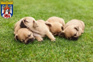 Mehr über den Artikel erfahren Französische Bulldogge Züchter und Welpen in Siegburg