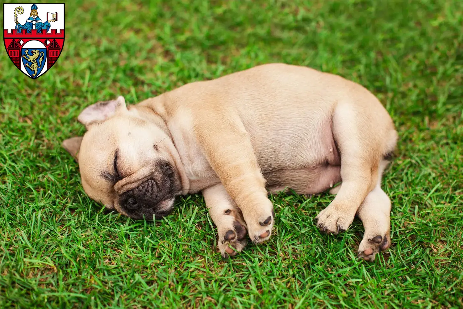 Mehr über den Artikel erfahren Französische Bulldogge Züchter und Welpen in Siegen