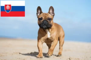 Mehr über den Artikel erfahren Französische Bulldogge Züchter und Welpen in der Slowakei