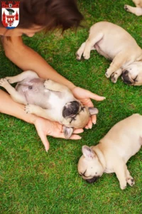 Mehr über den Artikel erfahren Französische Bulldogge Züchter und Welpen in Spandau