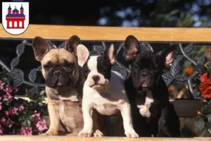 Mehr über den Artikel erfahren Französische Bulldogge Züchter und Welpen in Speyer