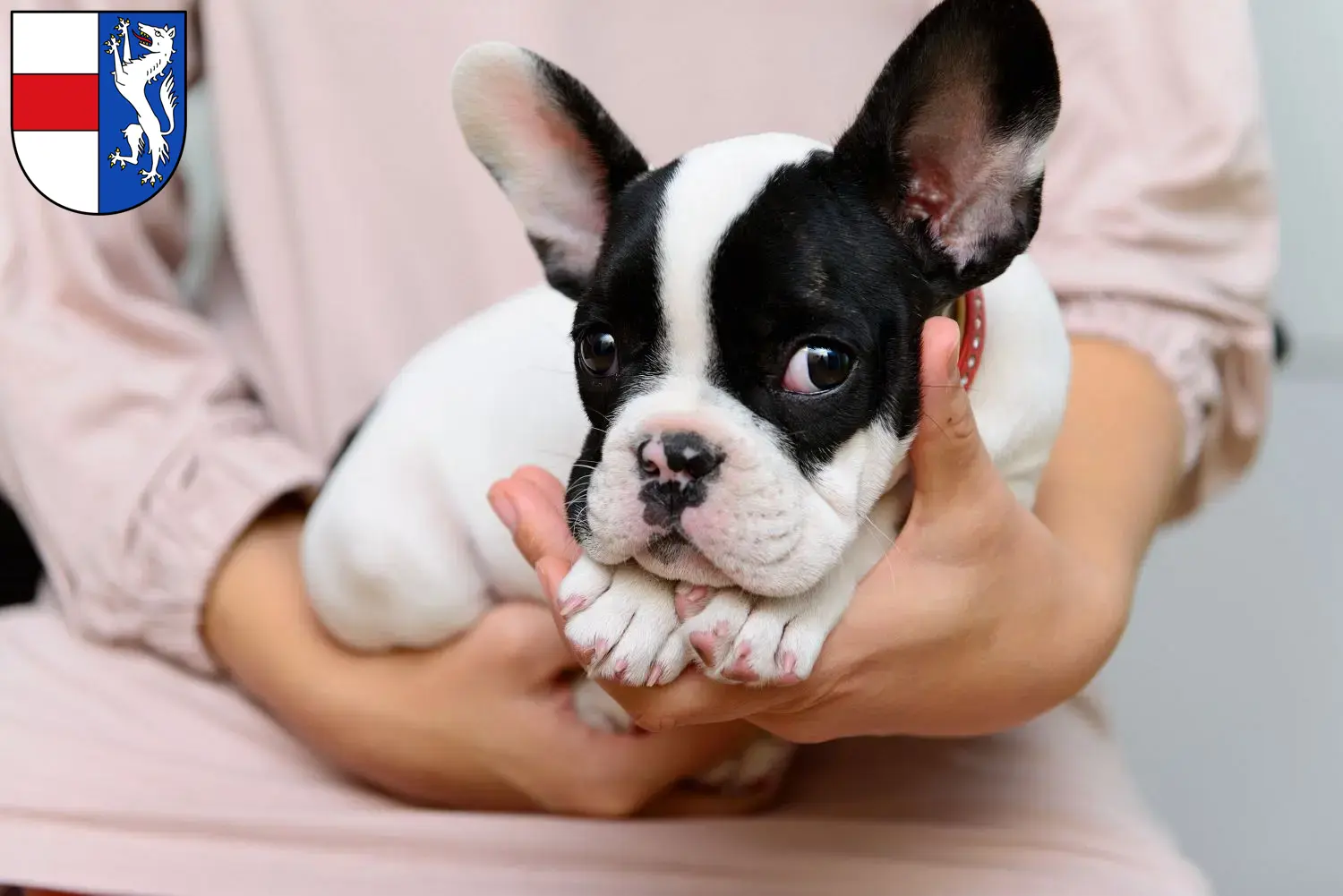 Mehr über den Artikel erfahren Französische Bulldogge Züchter und Welpen in St. Pölten