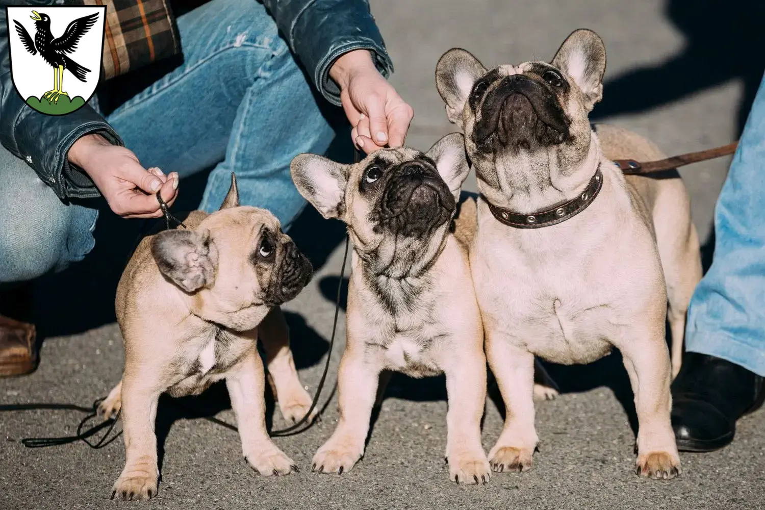 Mehr über den Artikel erfahren Französische Bulldogge Züchter und Welpen in Starnberg