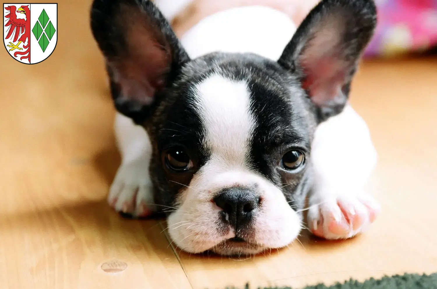 Mehr über den Artikel erfahren Französische Bulldogge Züchter und Welpen in Stendal