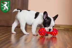 Mehr über den Artikel erfahren Französische Bulldogge Züchter und Welpen in Steyr