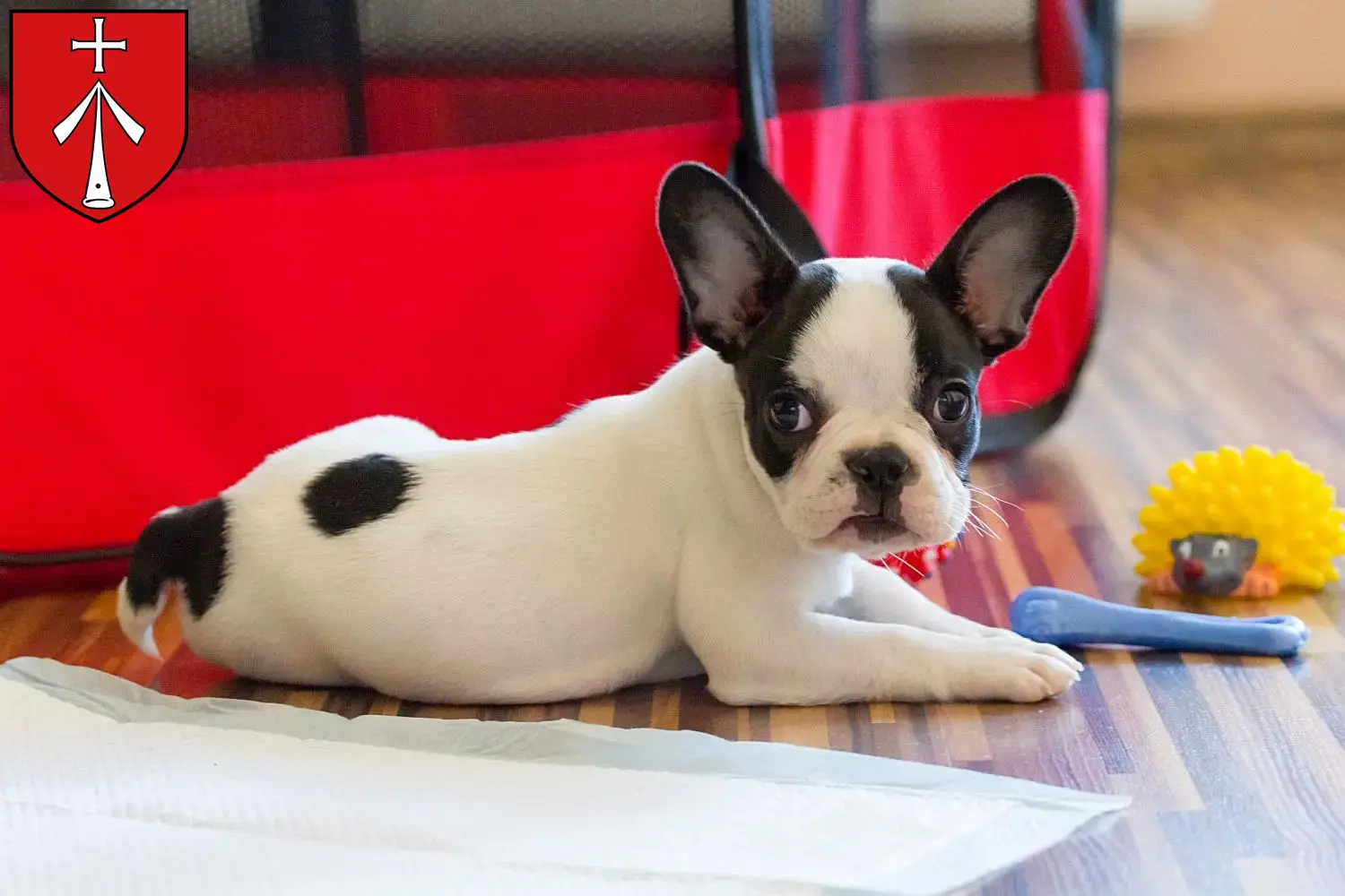 Mehr über den Artikel erfahren Französische Bulldogge Züchter und Welpen in Stralsund