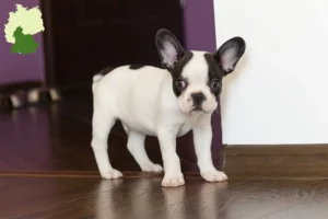 Mehr über den Artikel erfahren Französische Bulldogge Züchter und Welpen in Süddeutschland