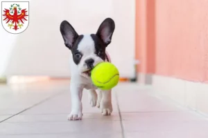 Mehr über den Artikel erfahren Französische Bulldogge Züchter und Welpen in Tirol