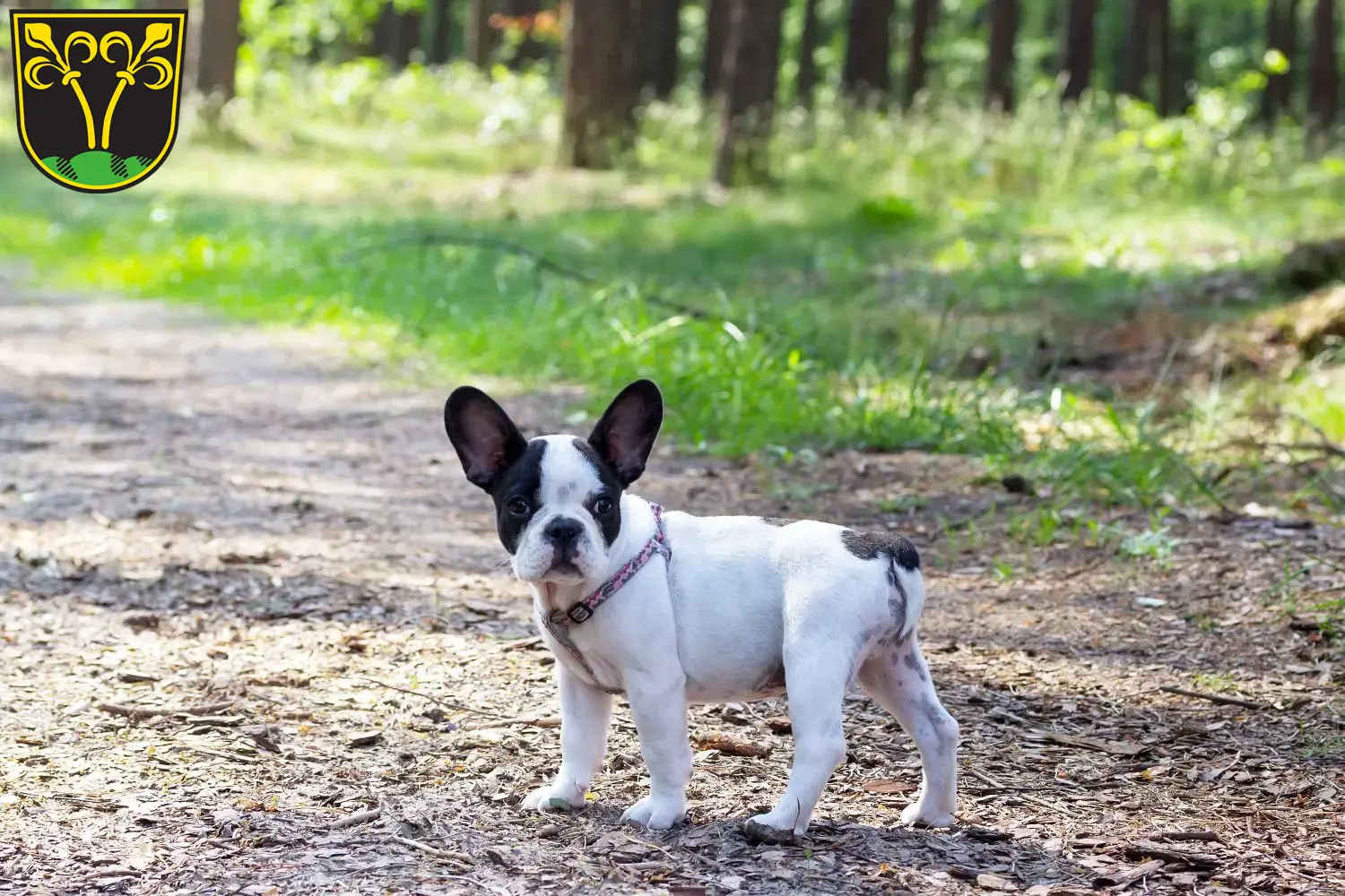 Mehr über den Artikel erfahren Französische Bulldogge Züchter und Welpen in Traunstein