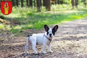 Mehr über den Artikel erfahren Französische Bulldogge Züchter und Welpen in Trier