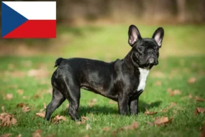 Mehr über den Artikel erfahren Französische Bulldogge Züchter und Welpen in Tschechien