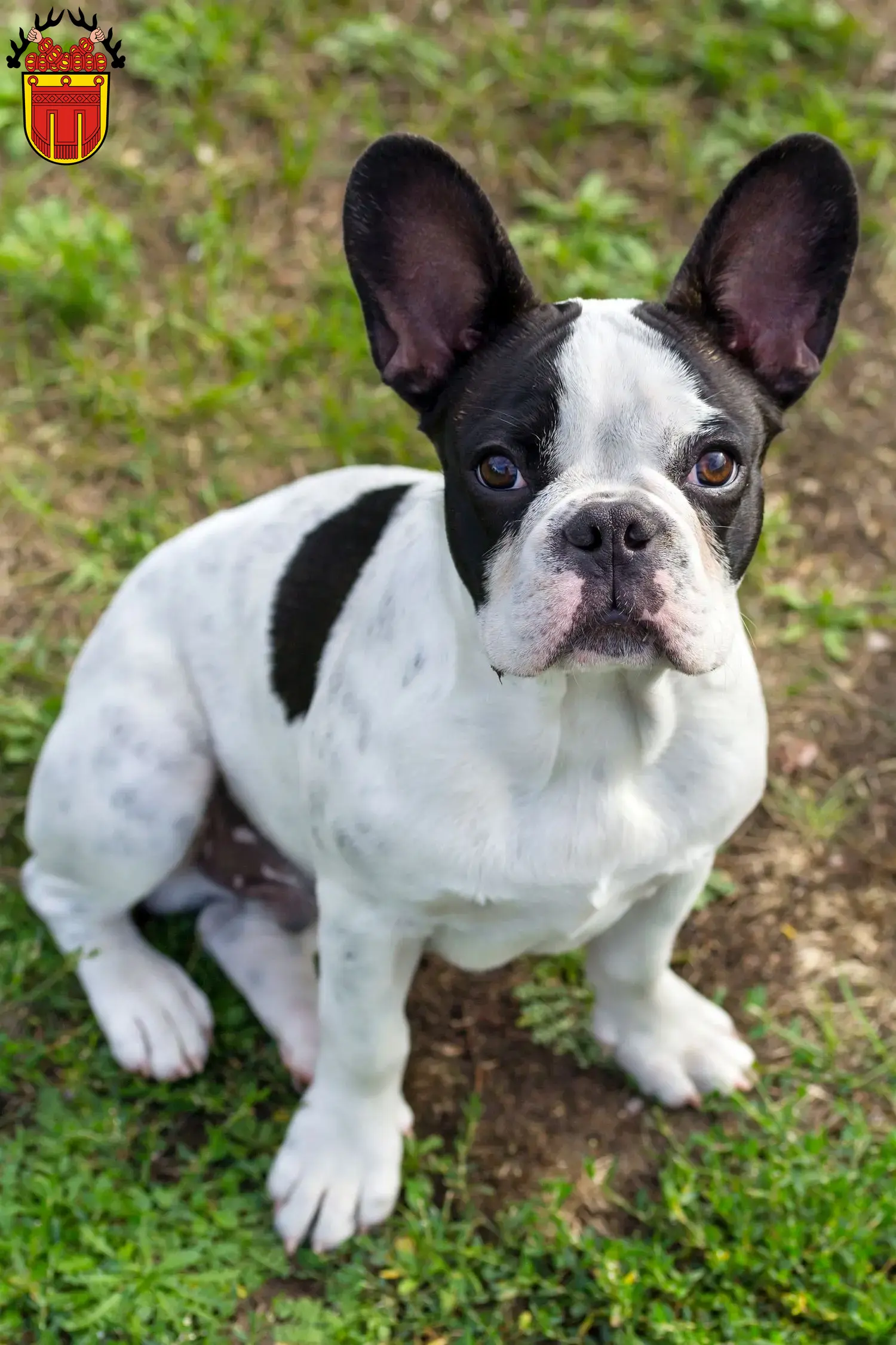 Mehr über den Artikel erfahren Französische Bulldogge Züchter und Welpen in Tübingen