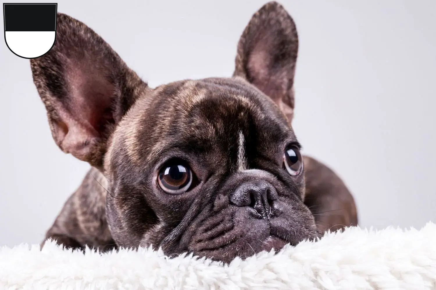 Mehr über den Artikel erfahren Französische Bulldogge Züchter und Welpen in Ulm