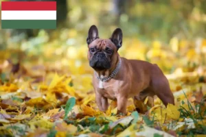 Mehr über den Artikel erfahren Französische Bulldogge Züchter und Welpen in Ungarn