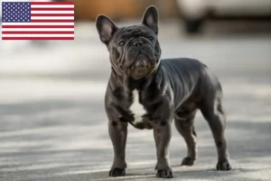 Mehr über den Artikel erfahren Französische Bulldogge Züchter und Welpen in den USA