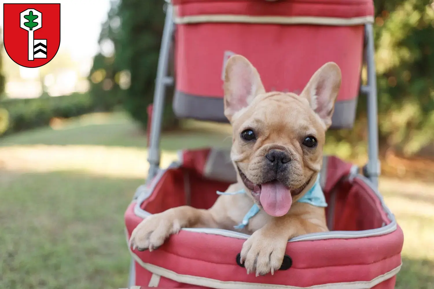 Mehr über den Artikel erfahren Französische Bulldogge Züchter und Welpen in Velbert