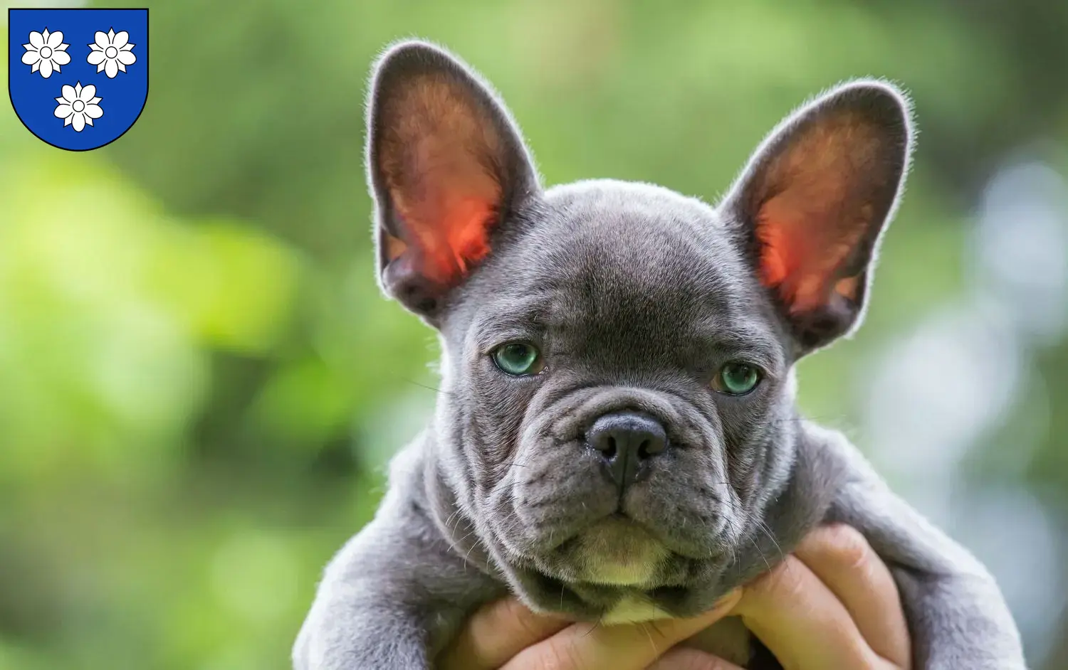 Mehr über den Artikel erfahren Französische Bulldogge Züchter und Welpen in Viersen