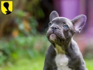 Mehr über den Artikel erfahren Französische Bulldogge Züchter und Welpen in Villach