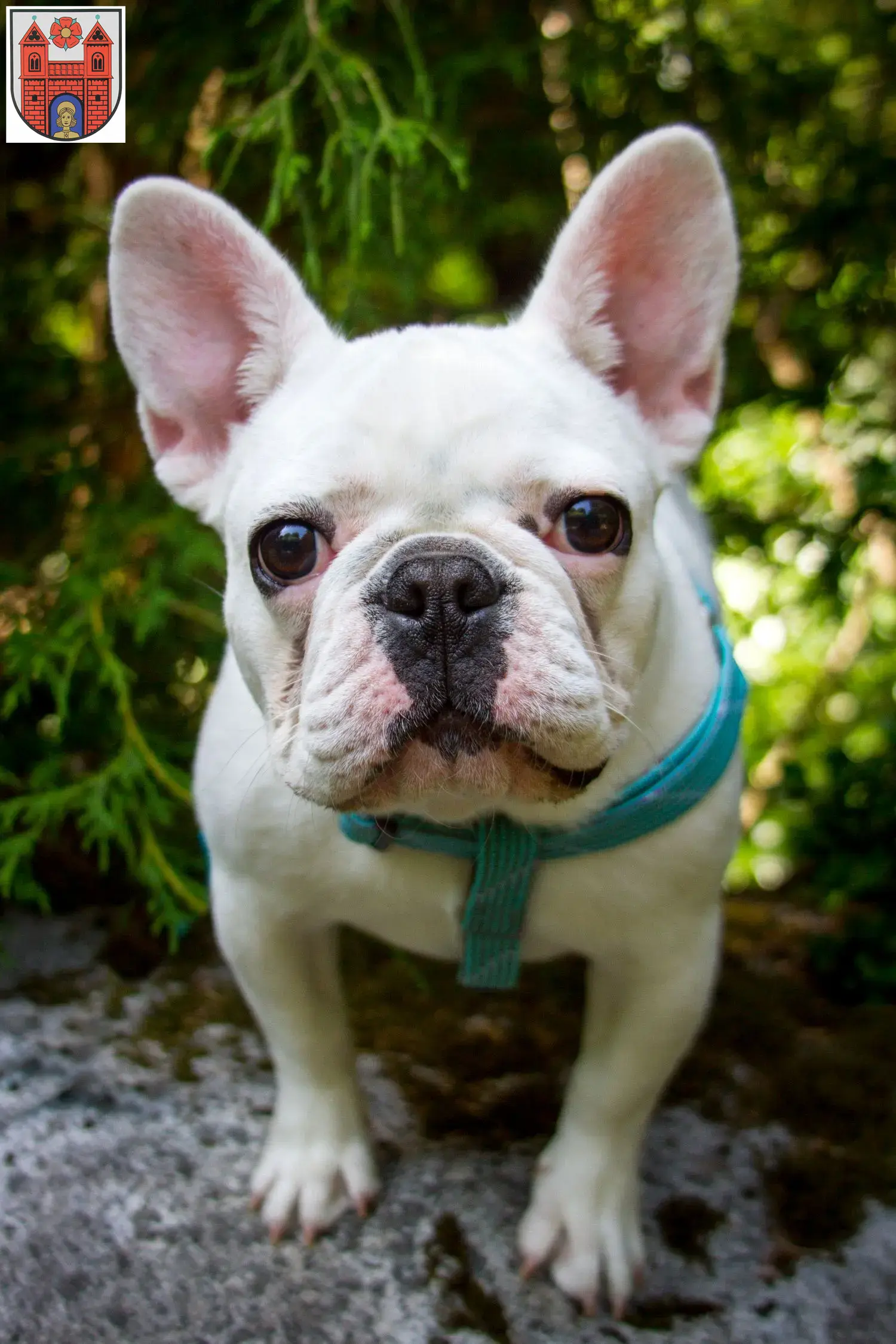 Mehr über den Artikel erfahren Französische Bulldogge Züchter und Welpen in Wildeshausen