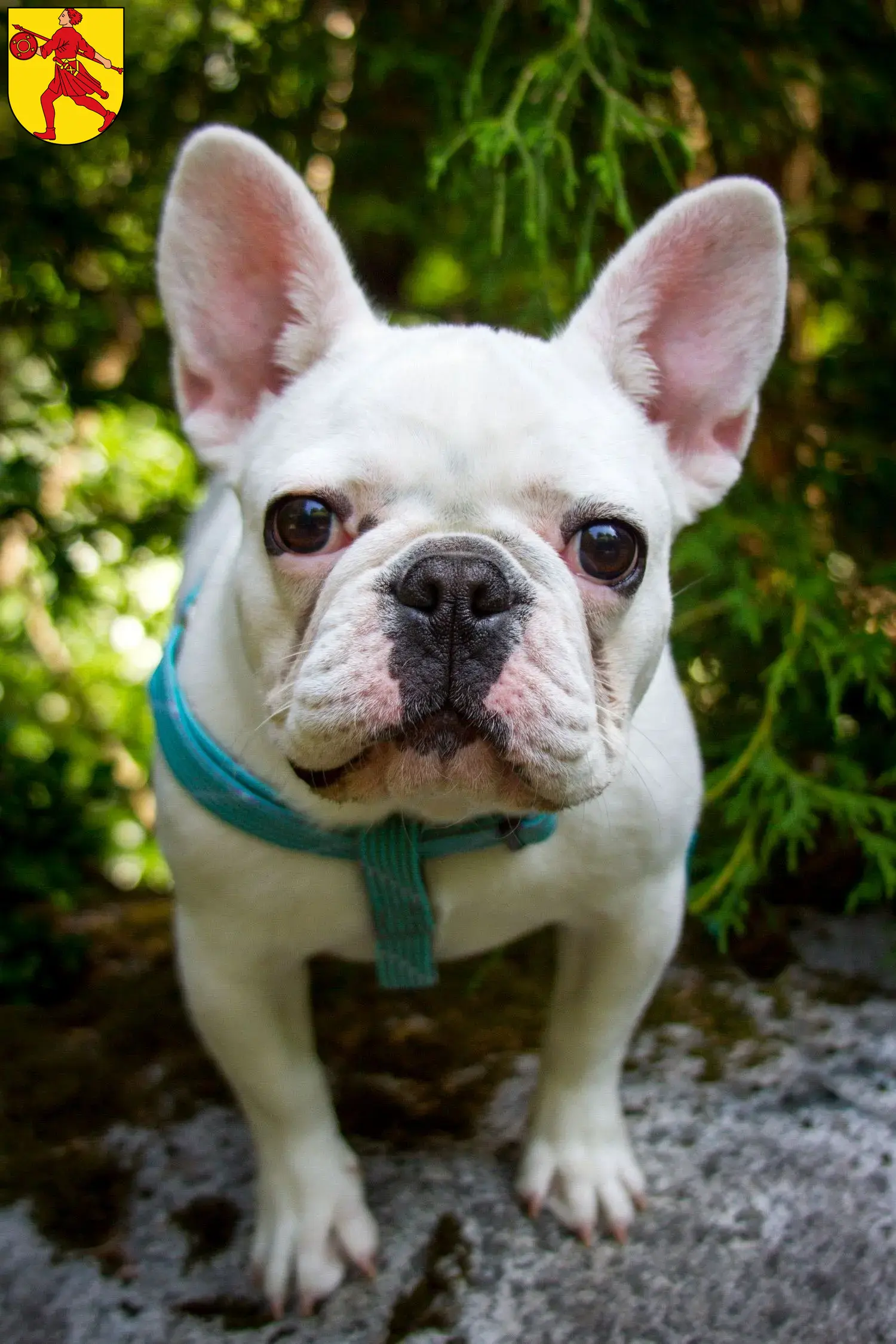 Mehr über den Artikel erfahren Französische Bulldogge Züchter und Welpen in Wilhelmshaven