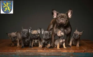 Mehr über den Artikel erfahren Französische Bulldogge Züchter und Welpen in Winsen (Luhe)