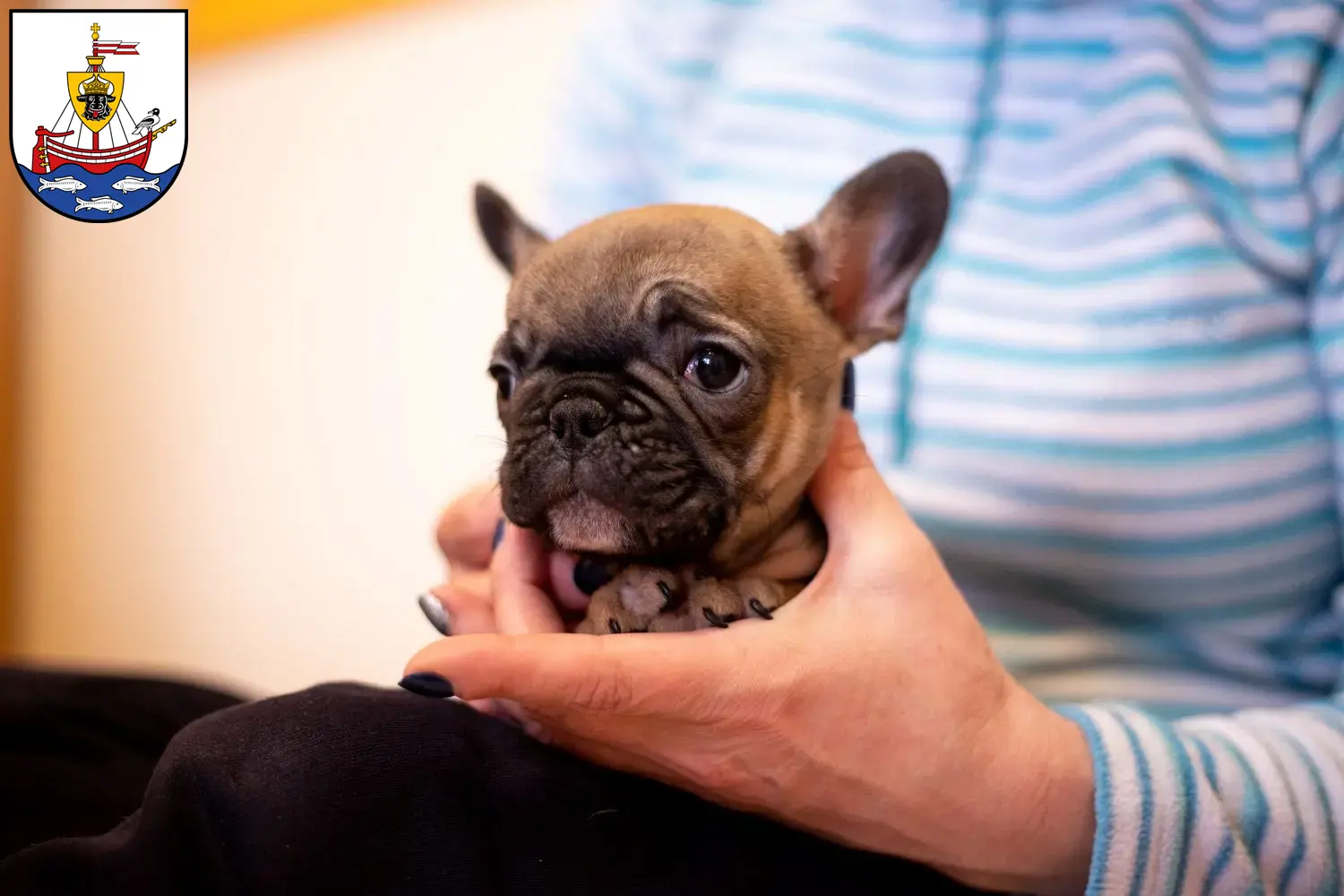 Mehr über den Artikel erfahren Französische Bulldogge Züchter und Welpen in Wismar