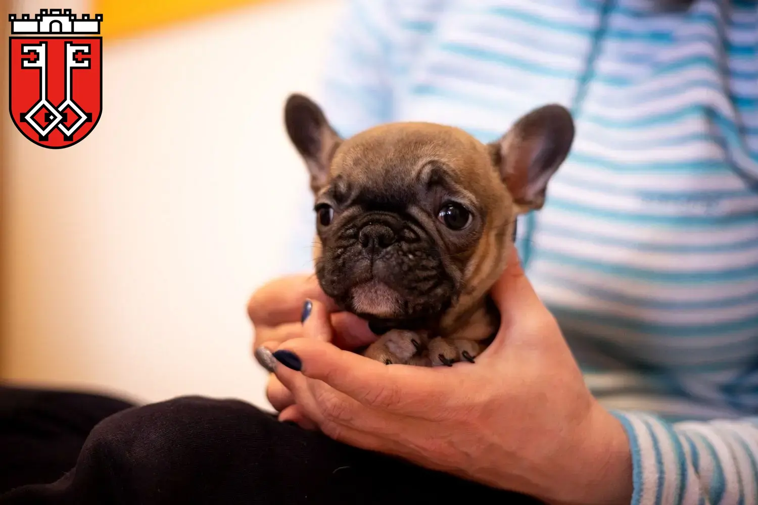 Mehr über den Artikel erfahren Französische Bulldogge Züchter und Welpen in Wittlich